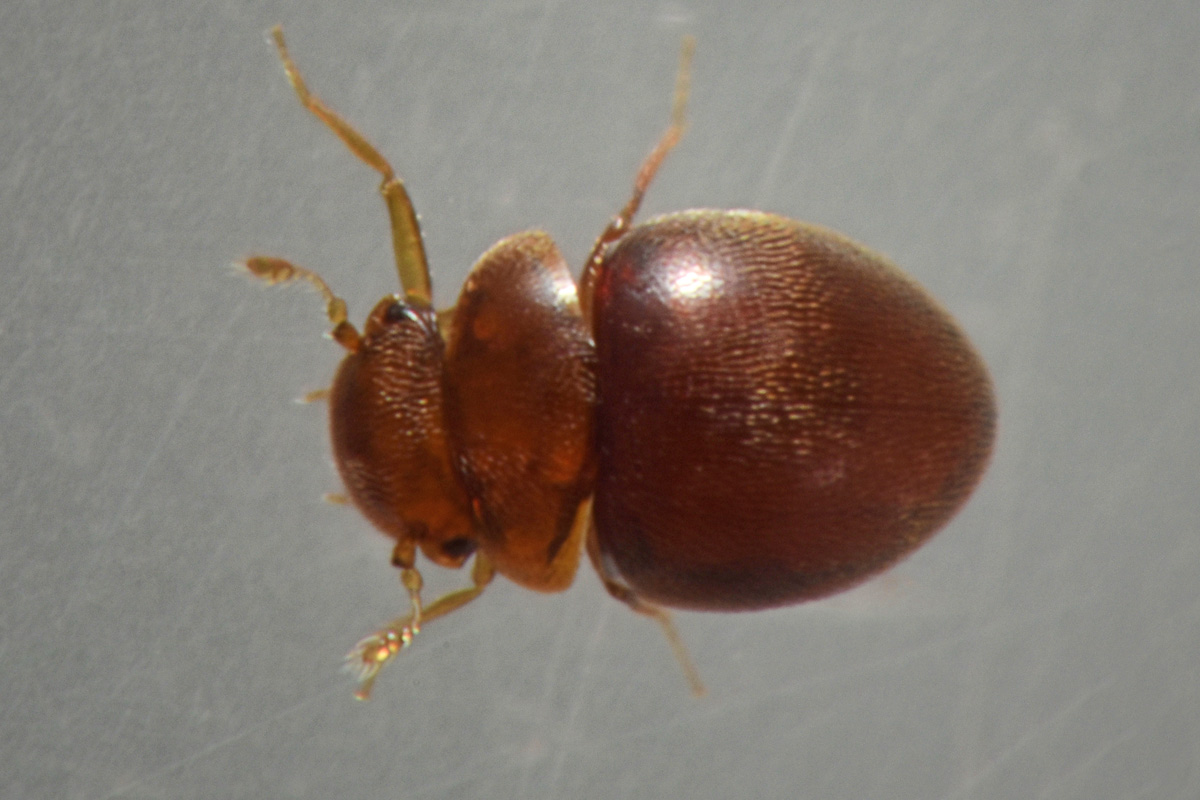 Clambidae: Loricaster sp?